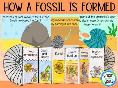 how fossils are formed ks2.